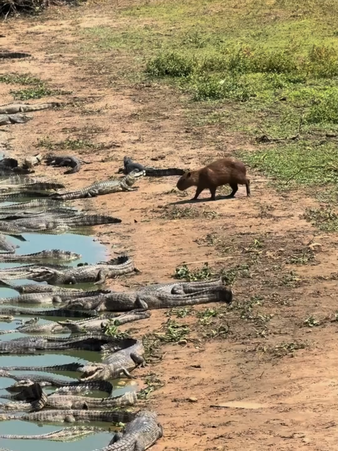 @AnimalAnticsArcade