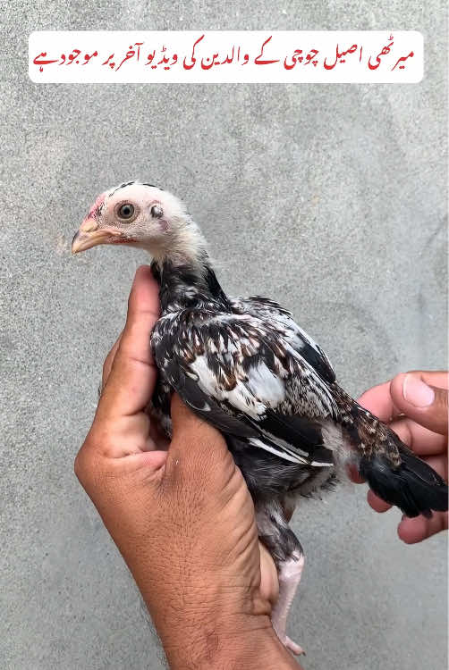 @Poultry Markaz