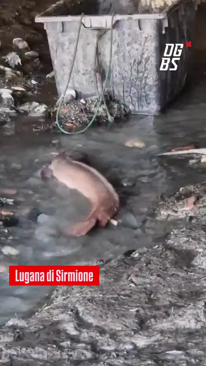 @rinopolloni