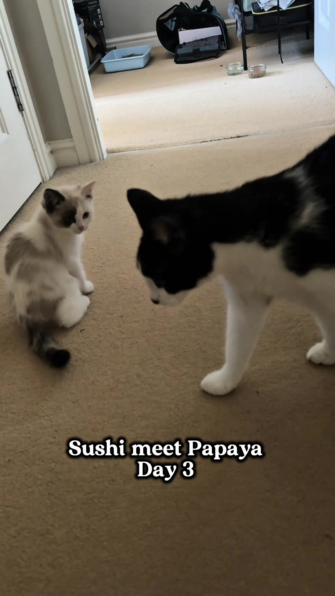 @slavic_cat_mum