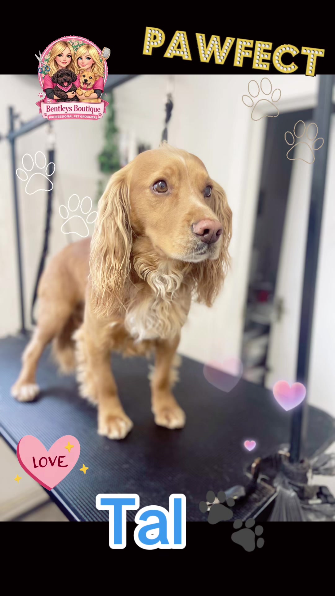 @Bentleys Boutique Pet Groomers