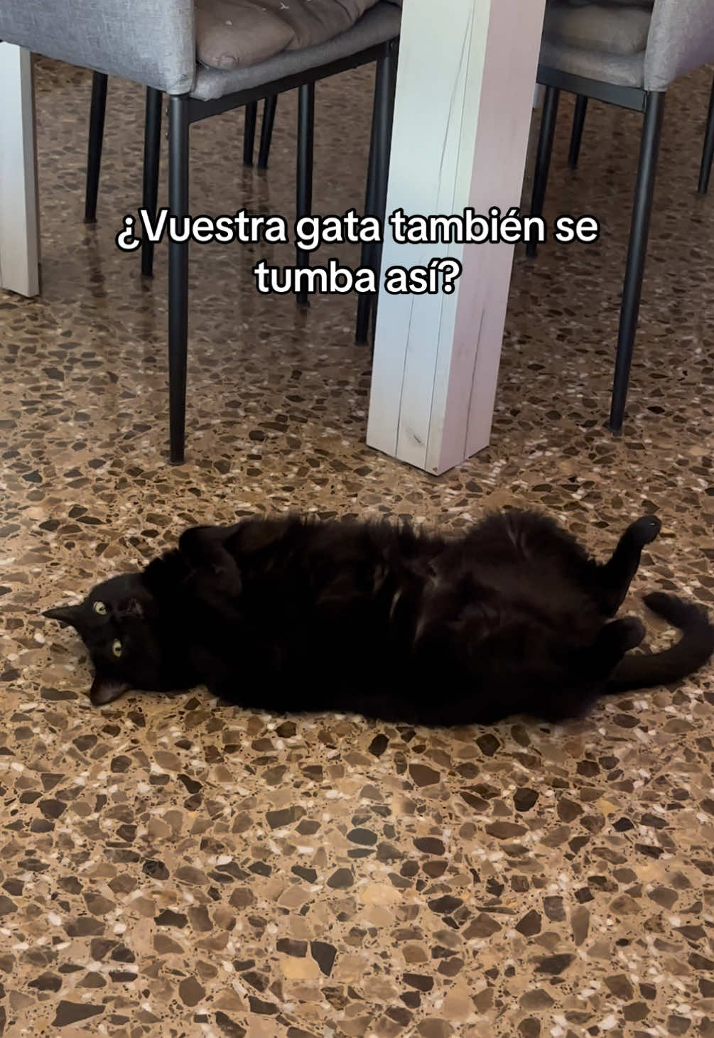 @BlackCatsMatter