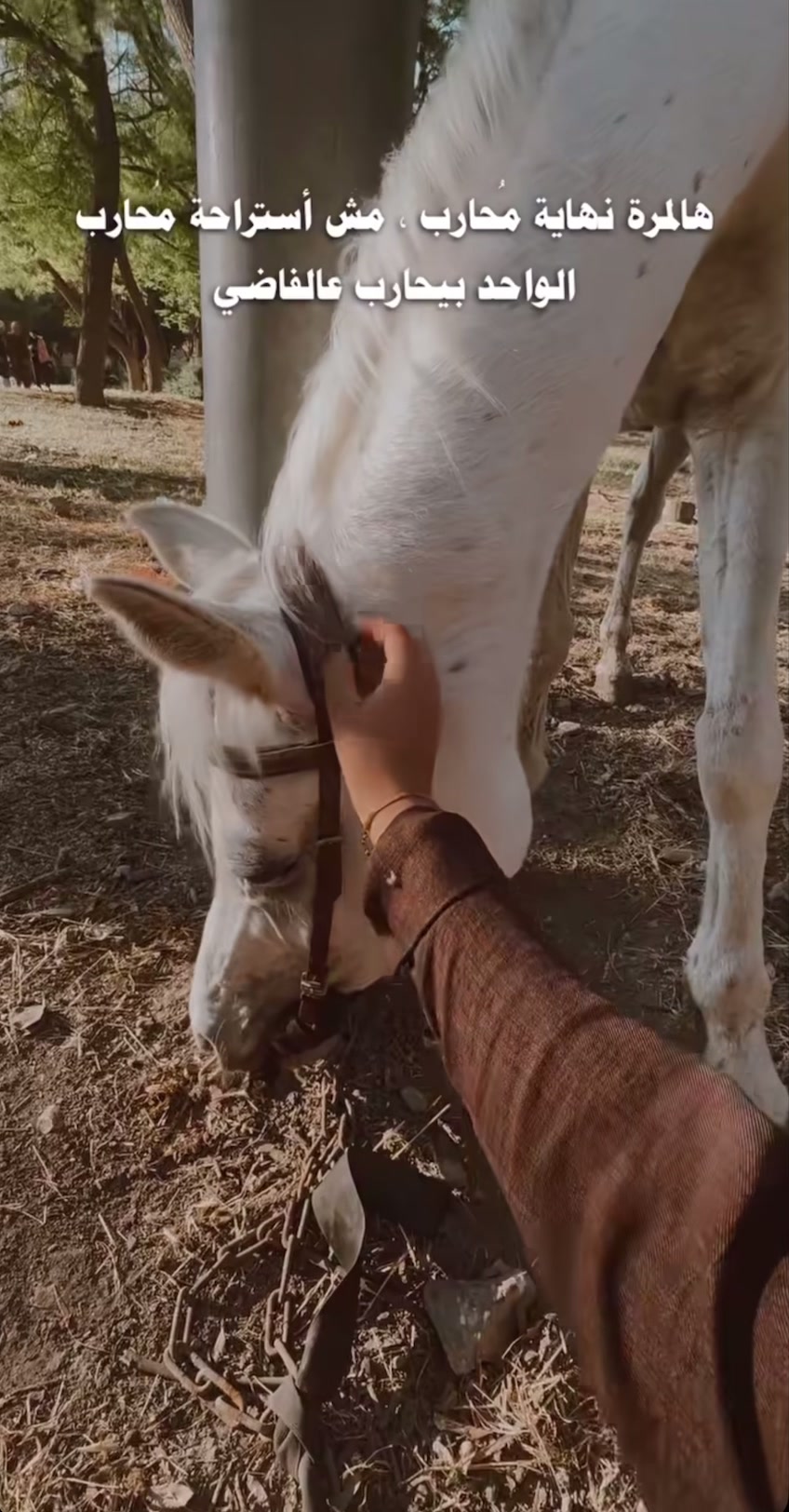 @༊෴✿سہارة✿〄