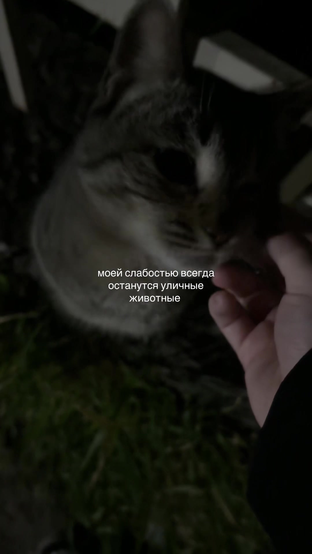 @alika_meow0