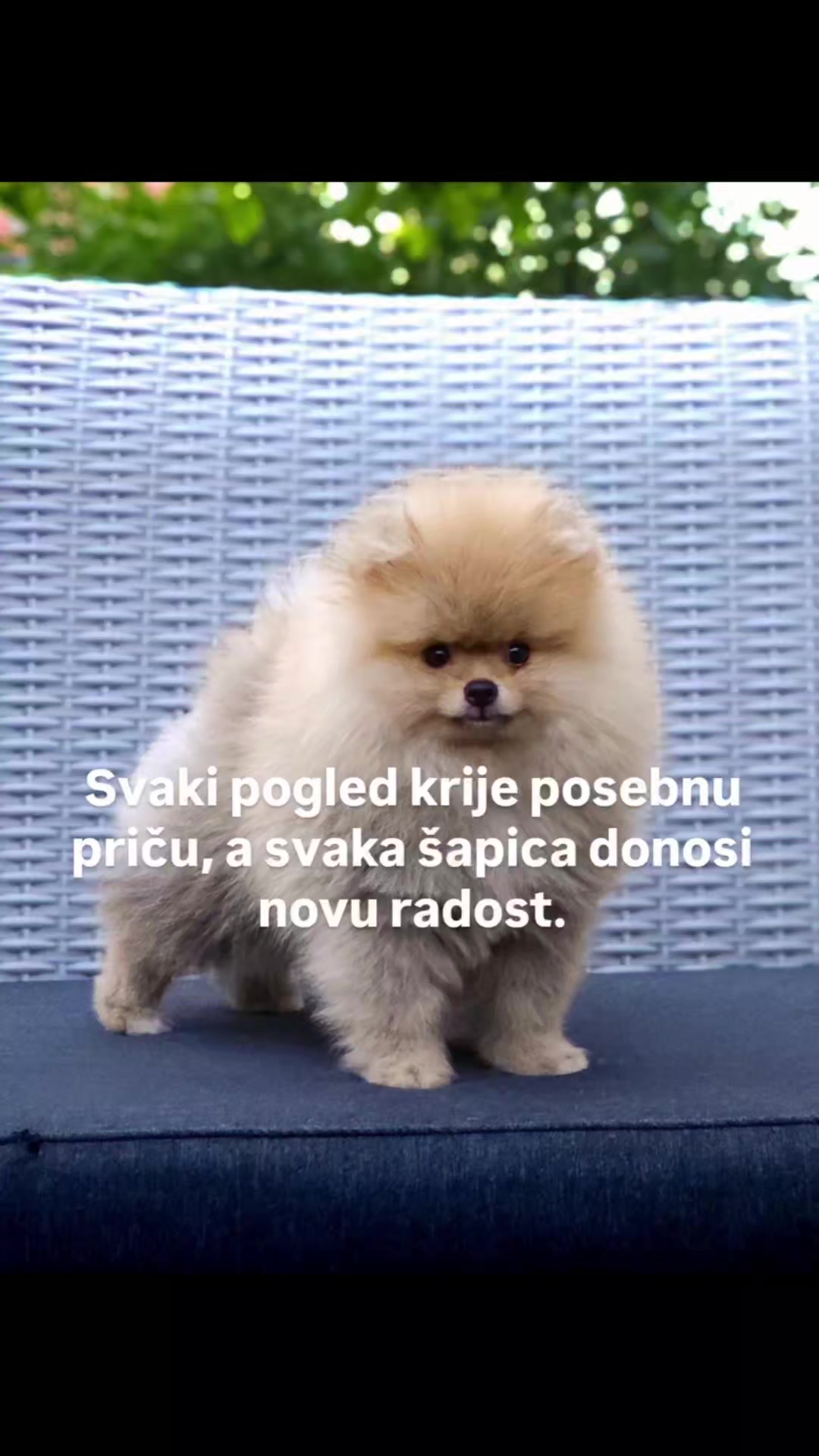 @Princess Candy Pomeranian