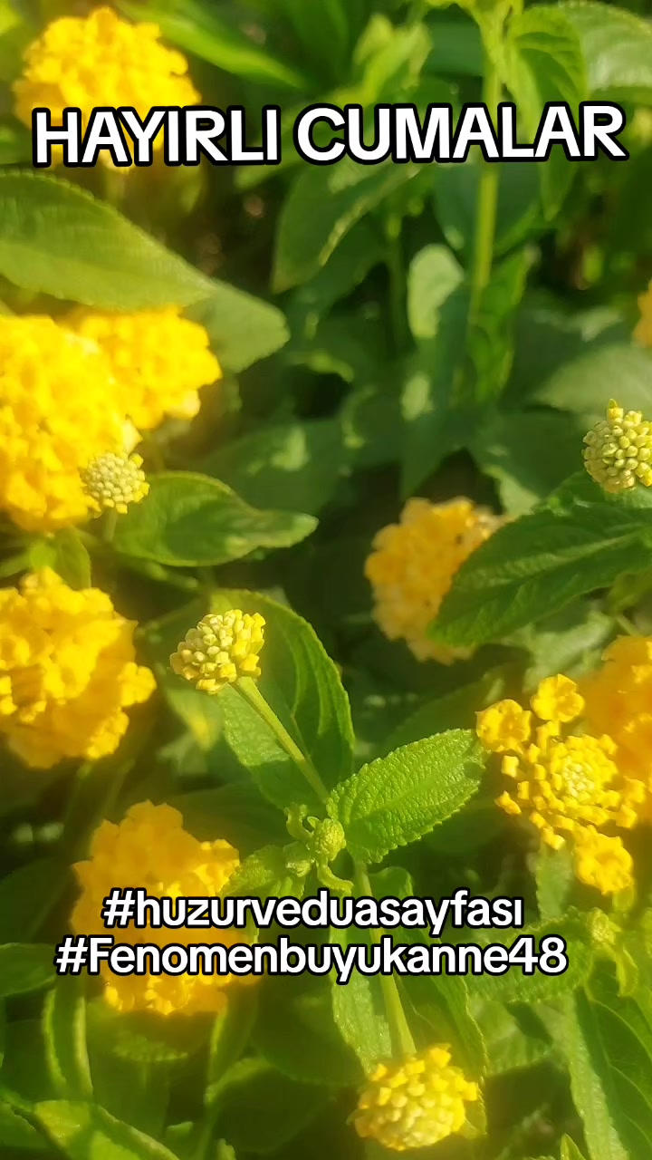 @Fenomenbuyukanne48