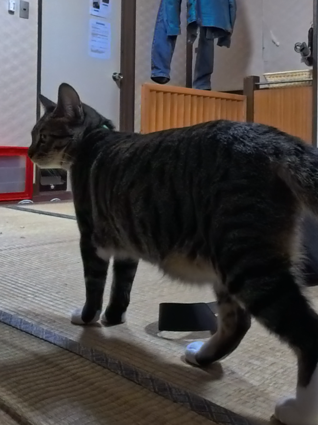 @感動猫動画