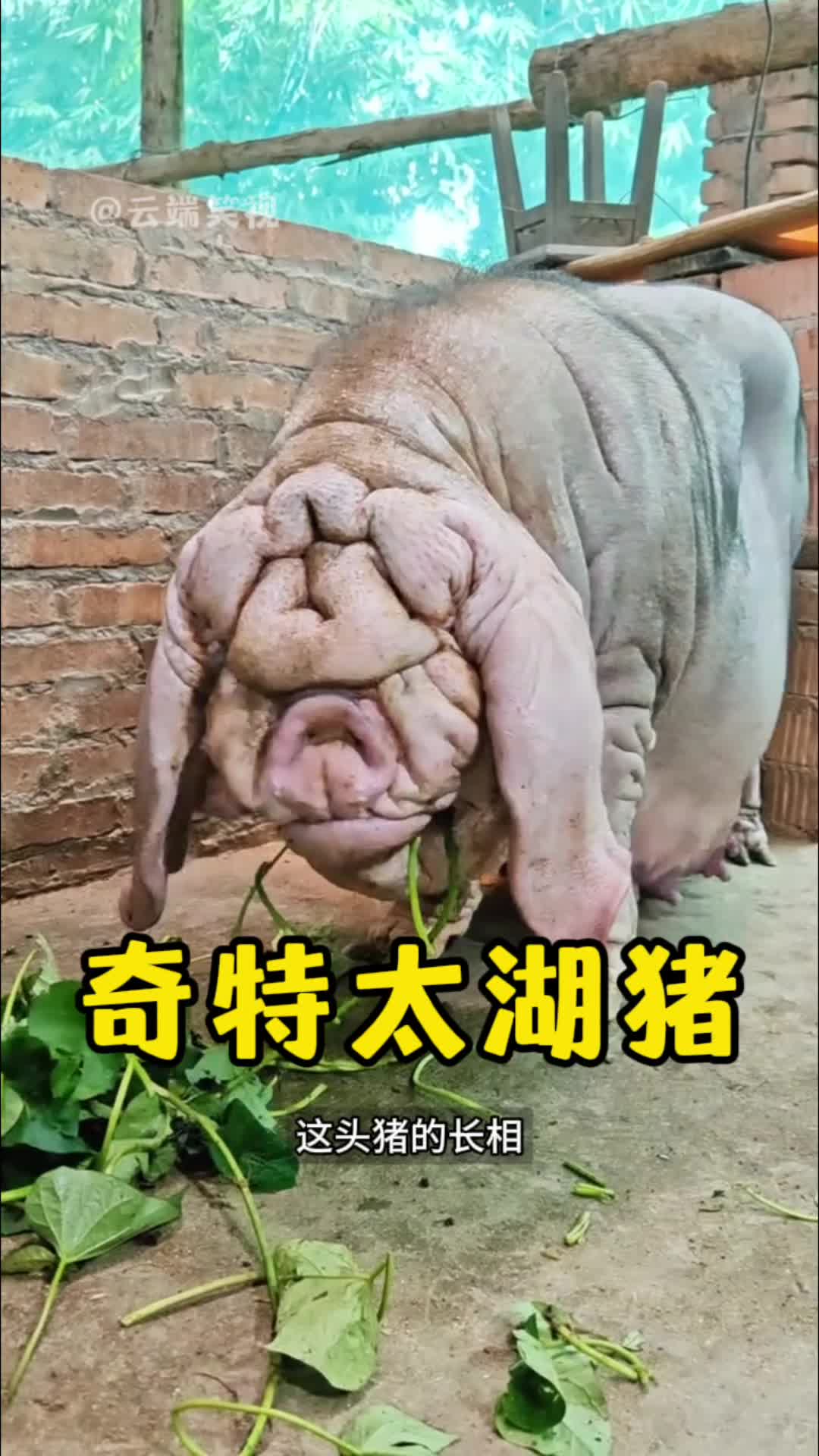 @云端笑视