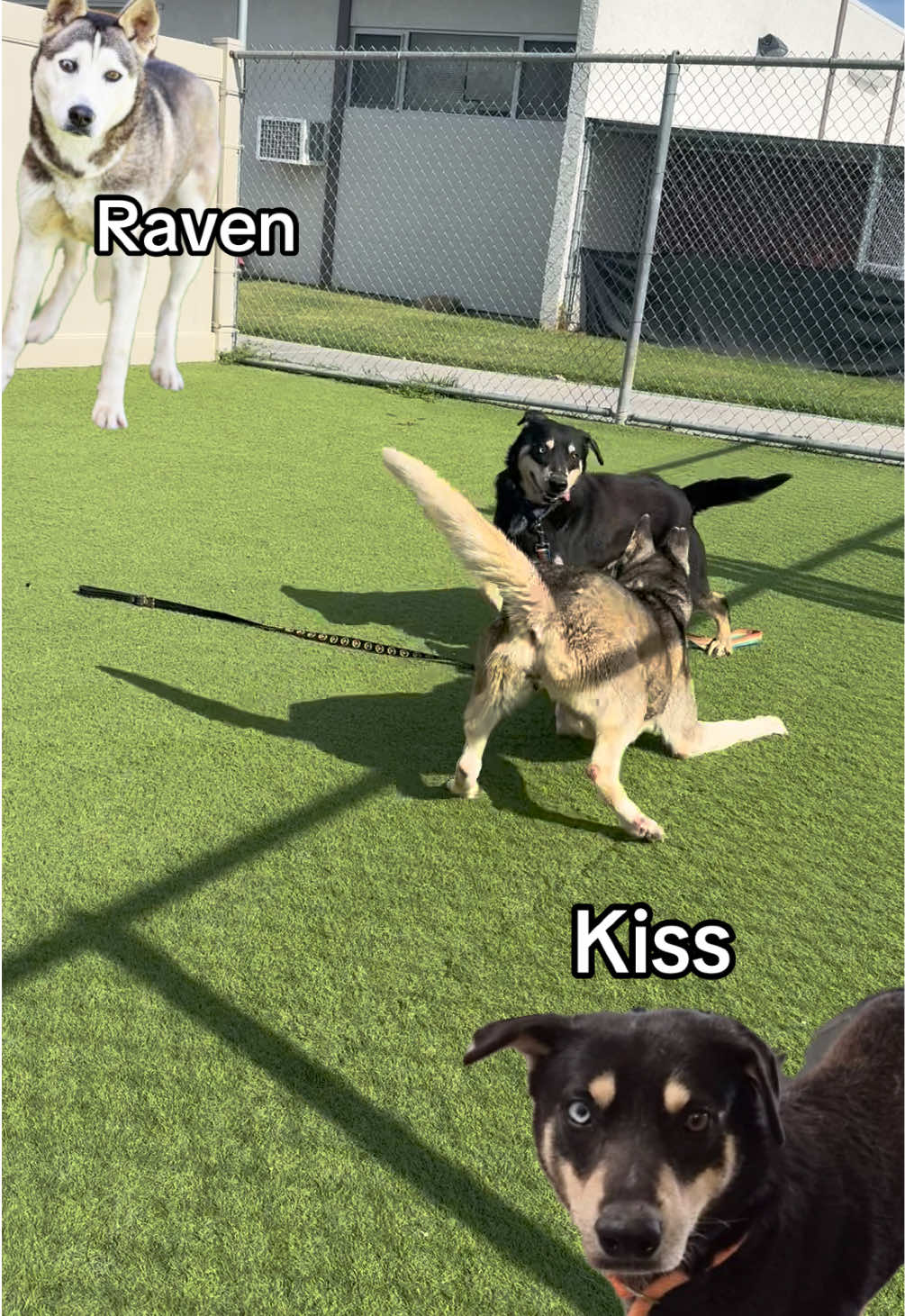 @Ventura County Animal Services