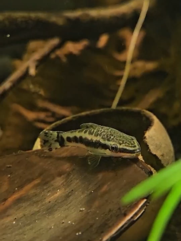 @GBee Shrimp & Aquatics