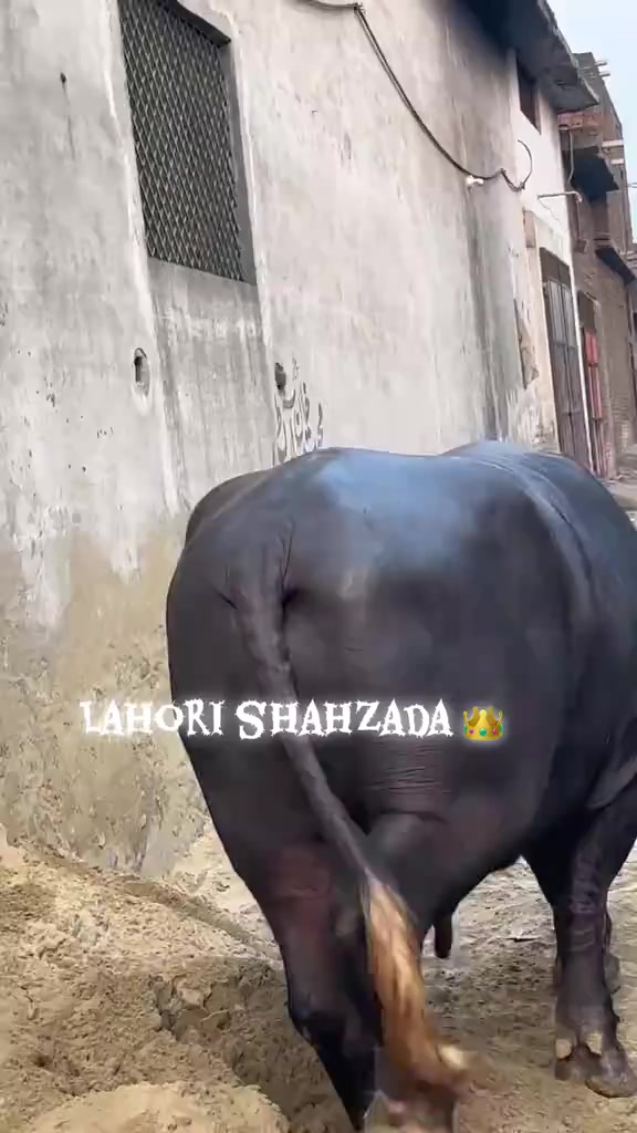 @UMAIR MUGHAL