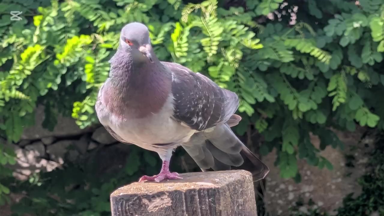 @自由人