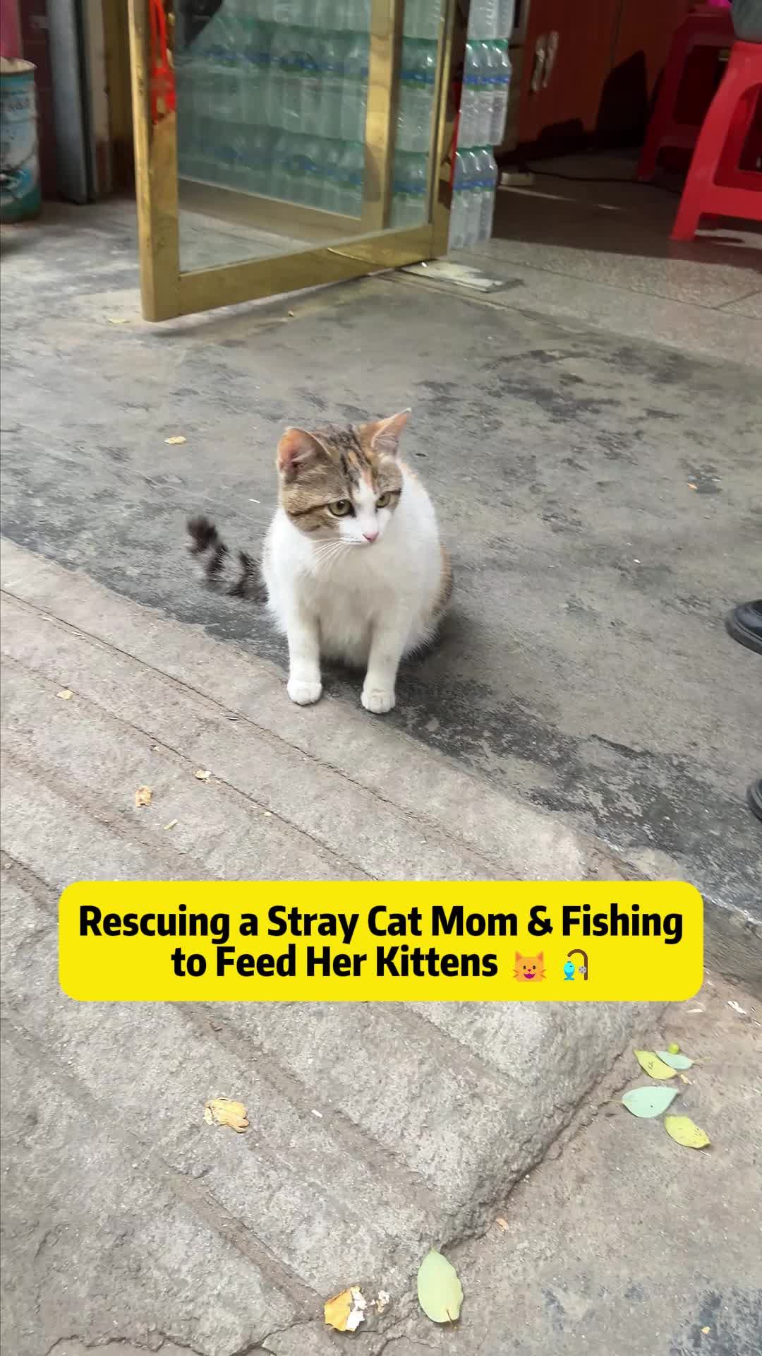 @Stray Cat Talkz