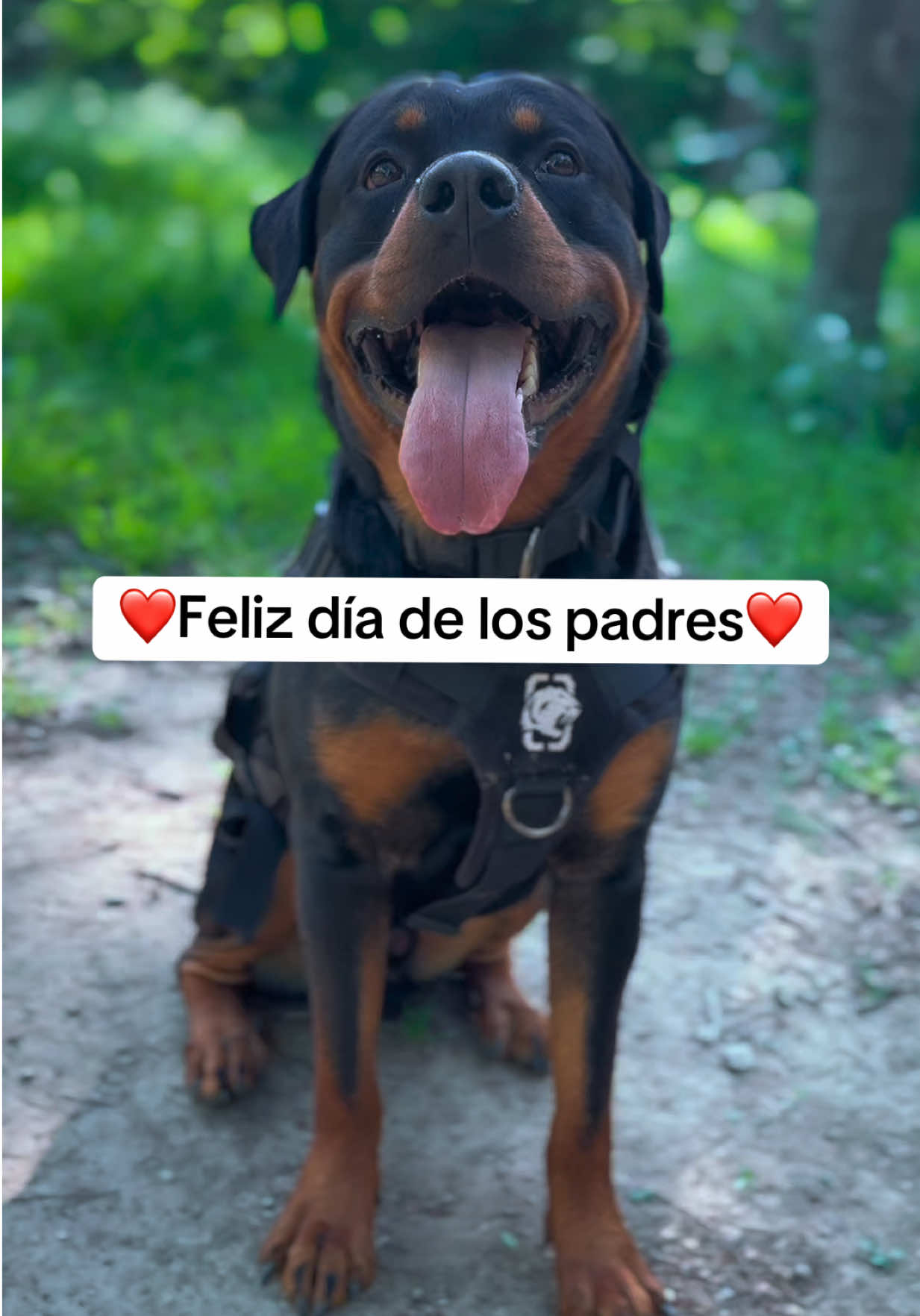 @José Ramos & Anubis Rottweiler