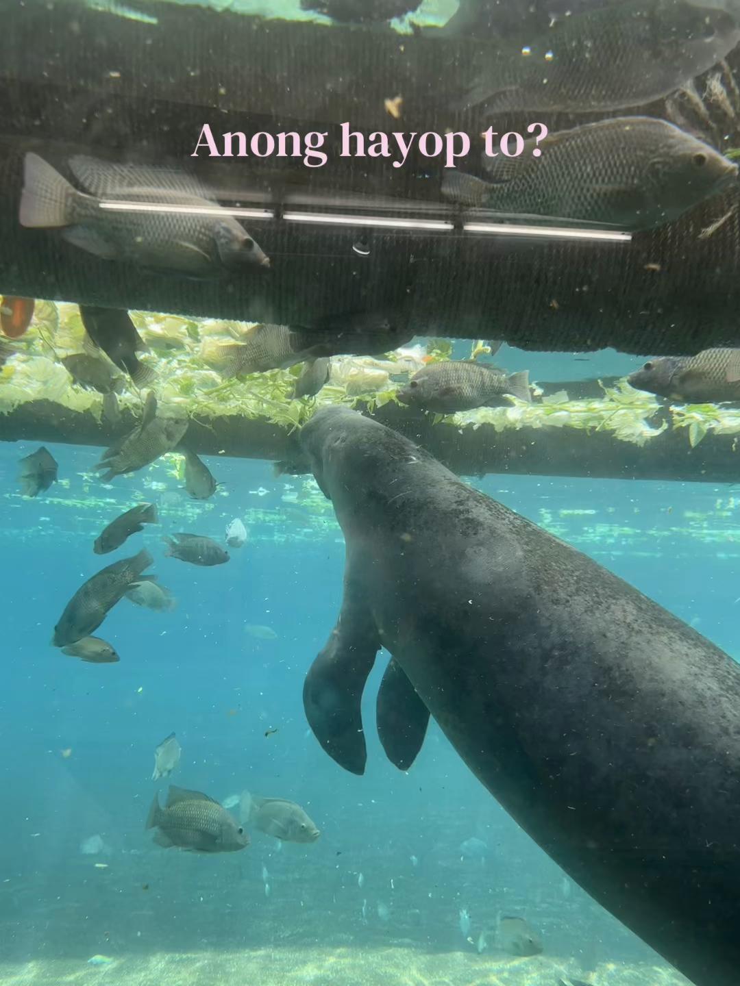 @Cai Aglr