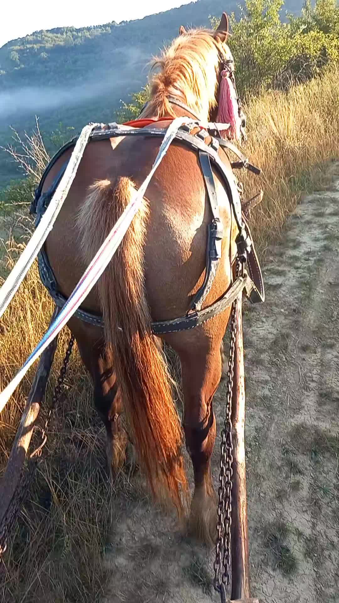 @covaci Nyku👑🐴🐴❤