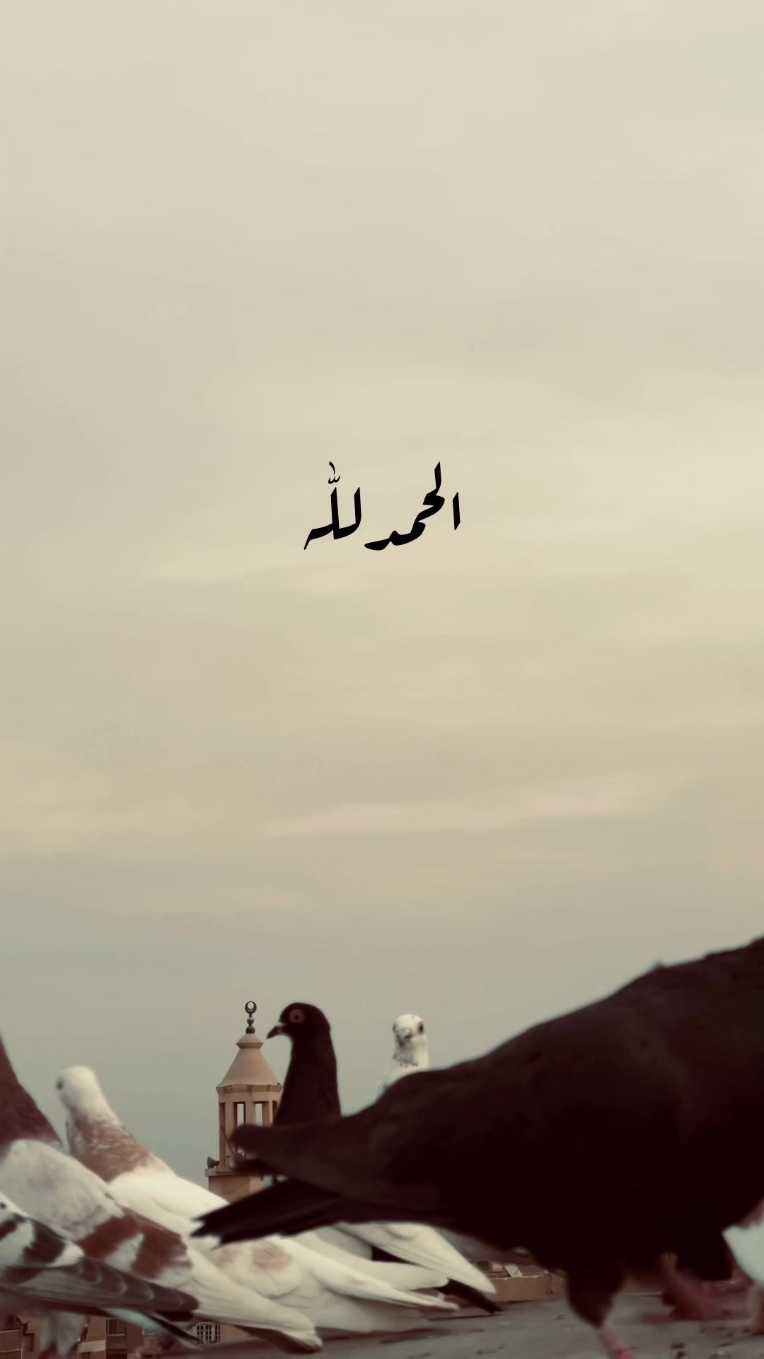 @﮼عمرو﮼عمر🕊️