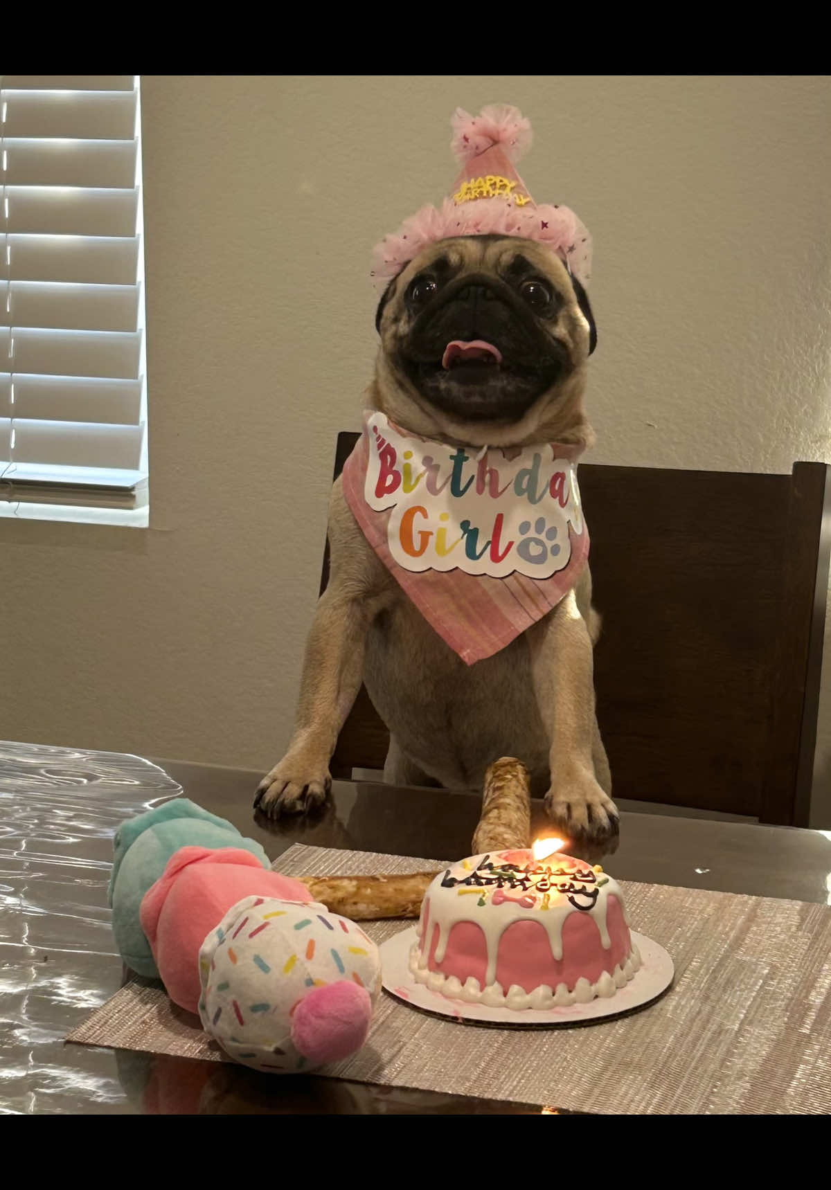 @Benji&Mia the Pugs