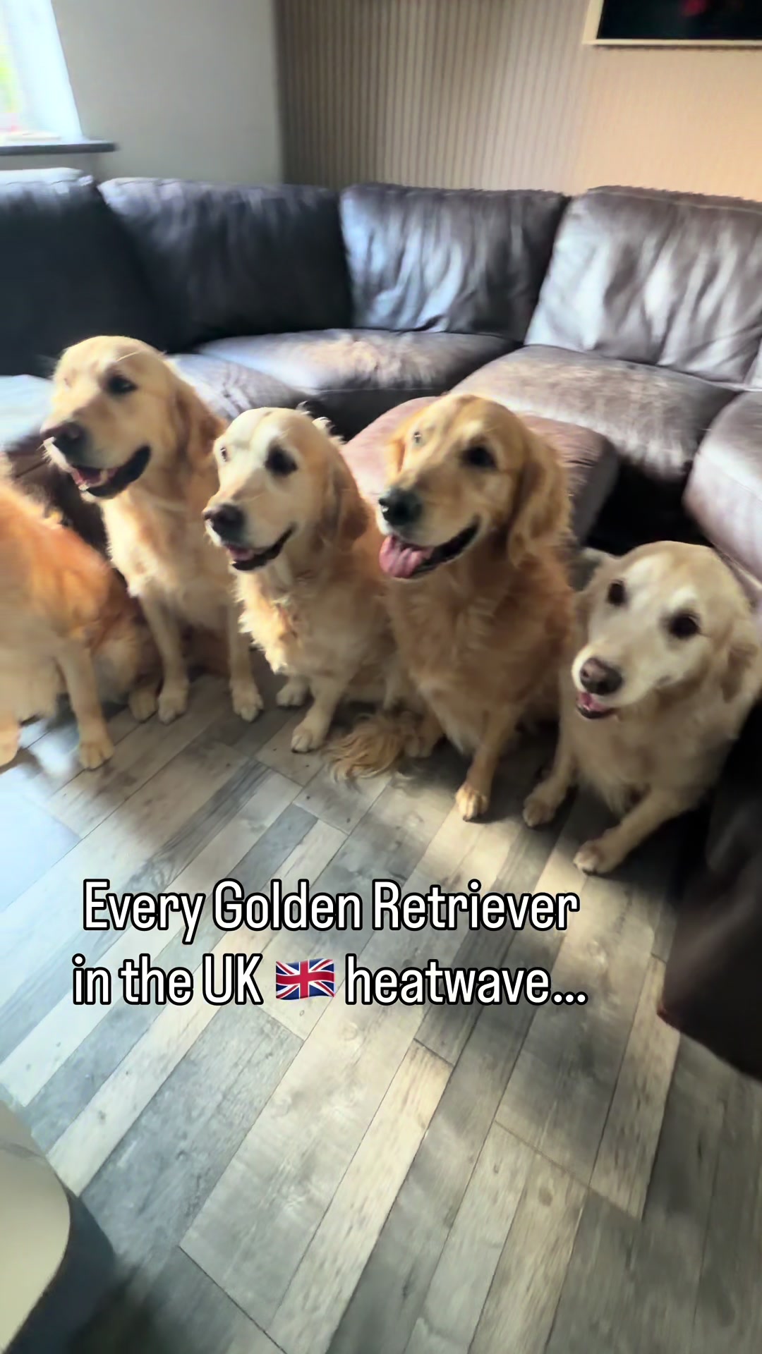 @5 Shades of Golden