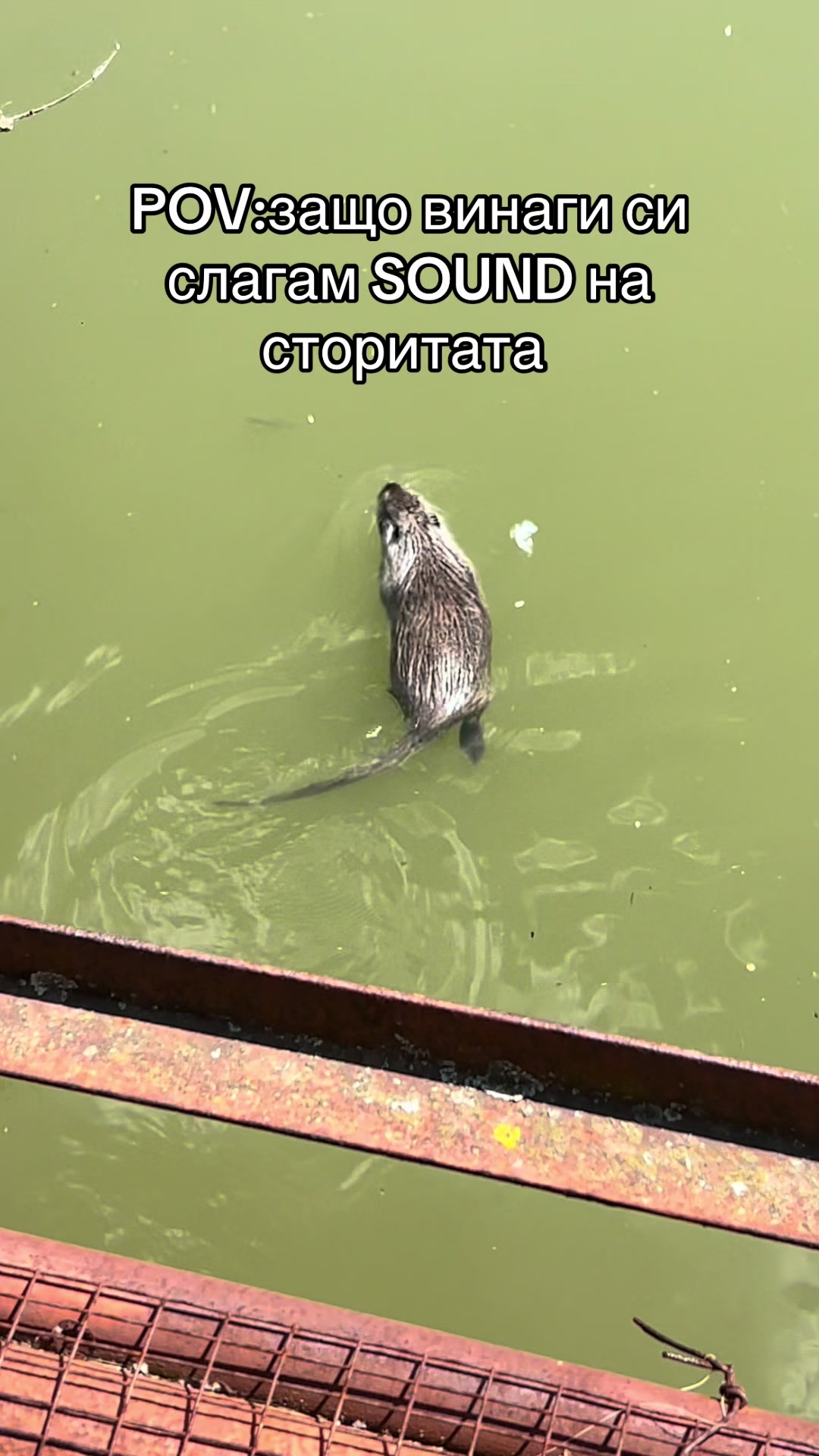 @Златин П.