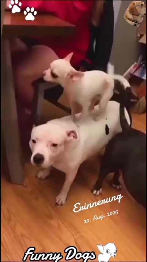 @Gulp 🇦🇹Team Chihuahua ❤