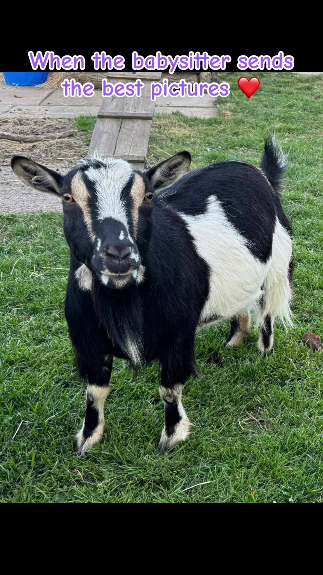 @GiddyAboutGoats