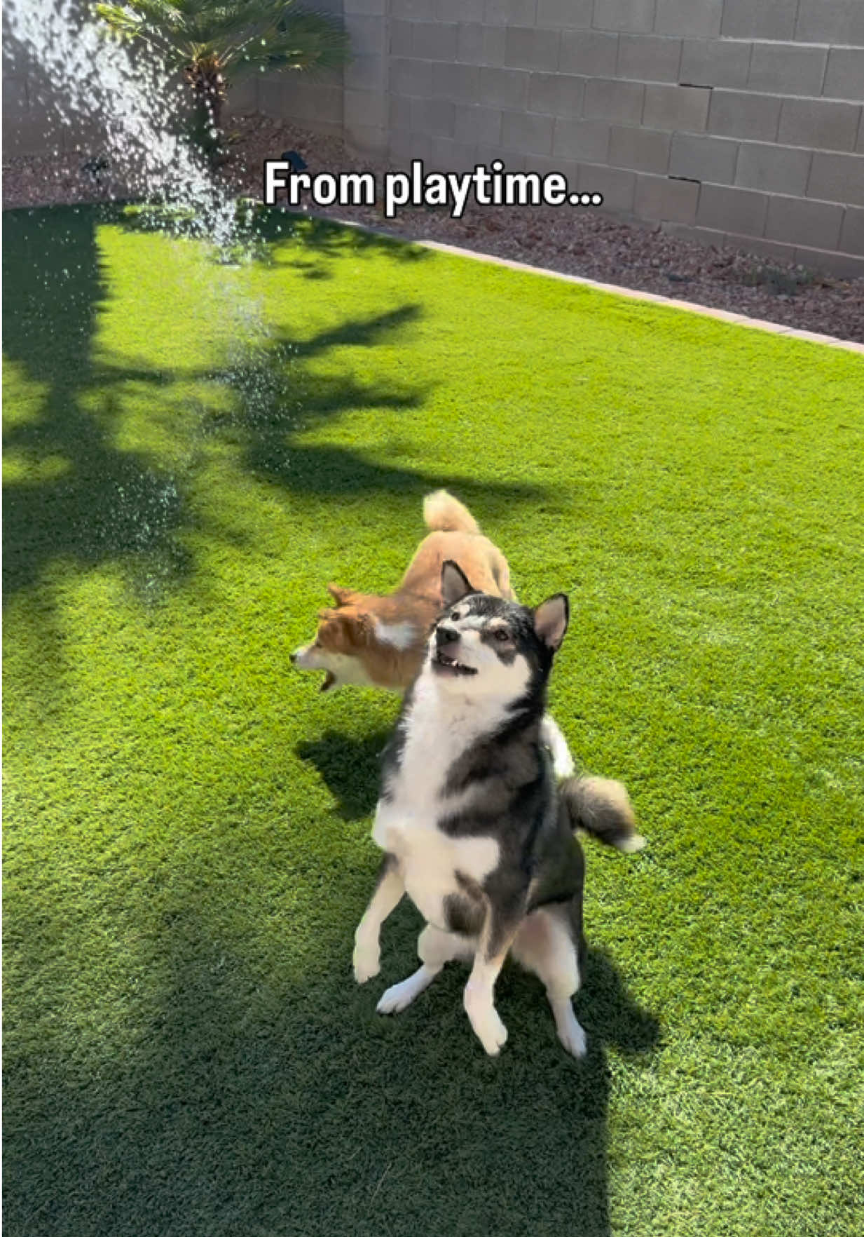 @Flock of Shibas 🐕🐕🐕
