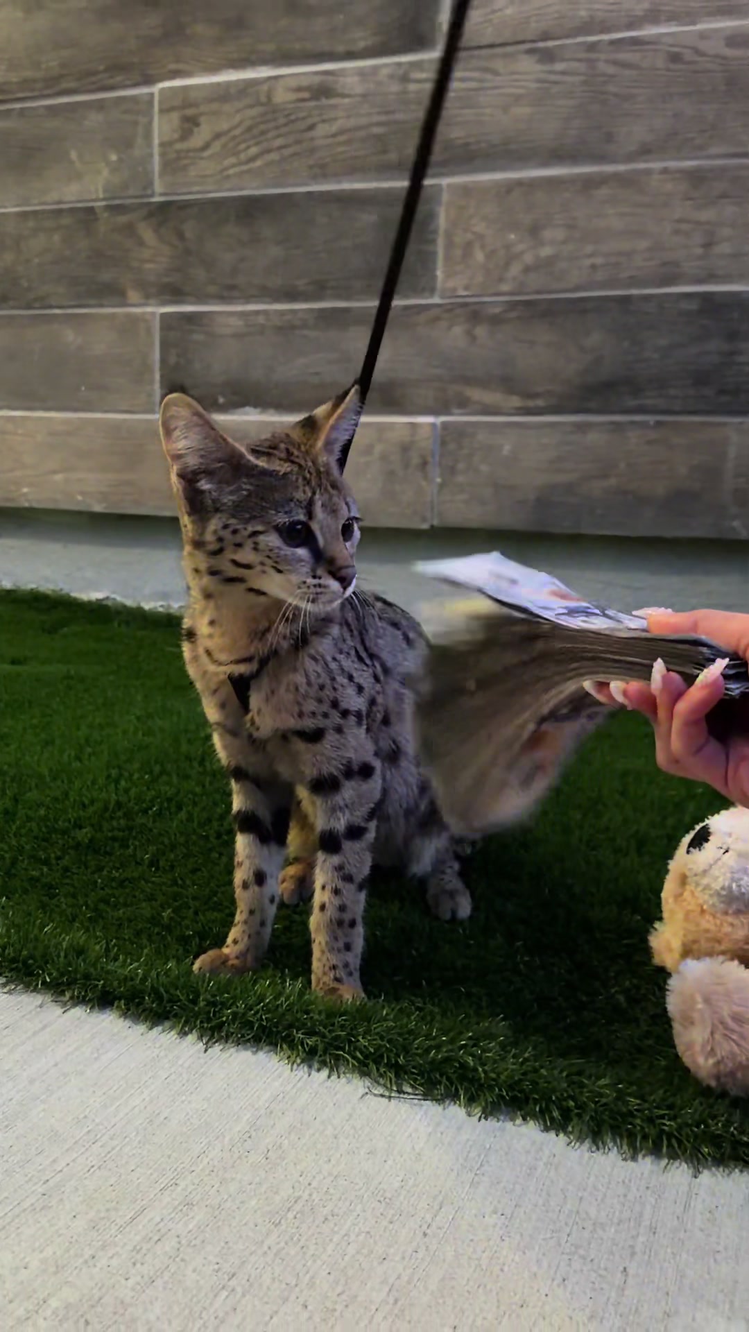 @Bengal Cats