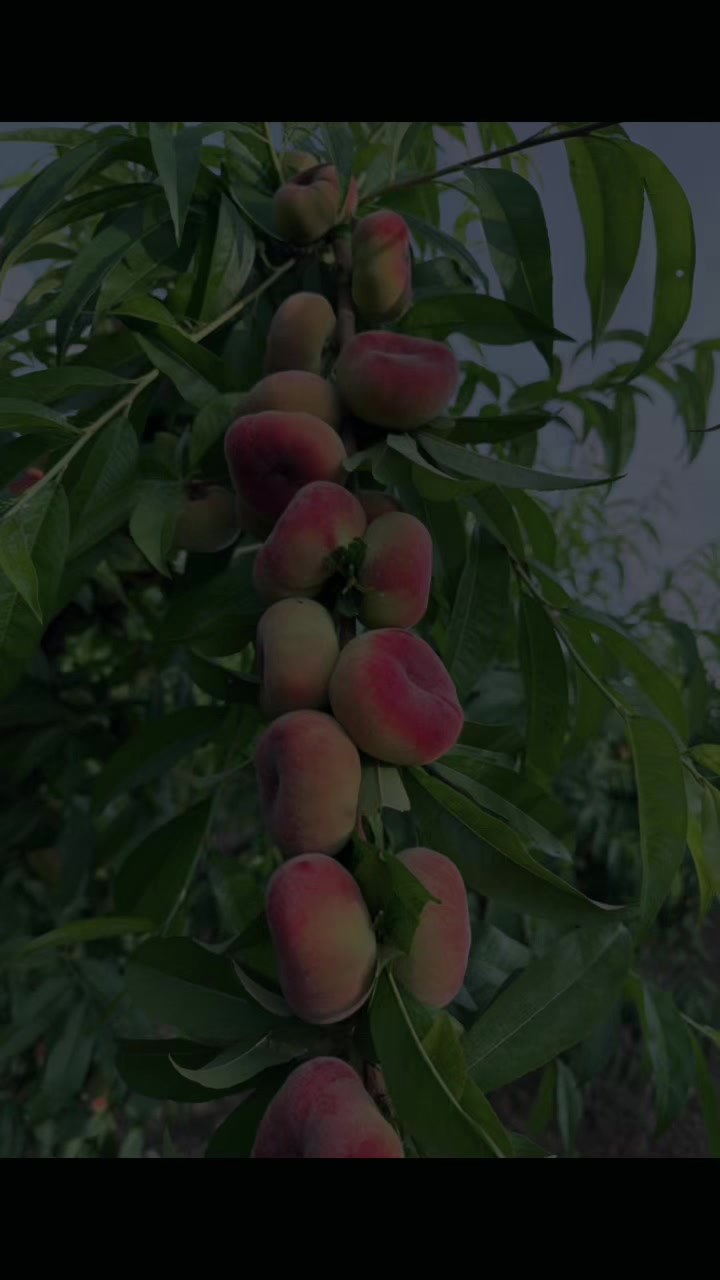 @Çavuş Botan.73