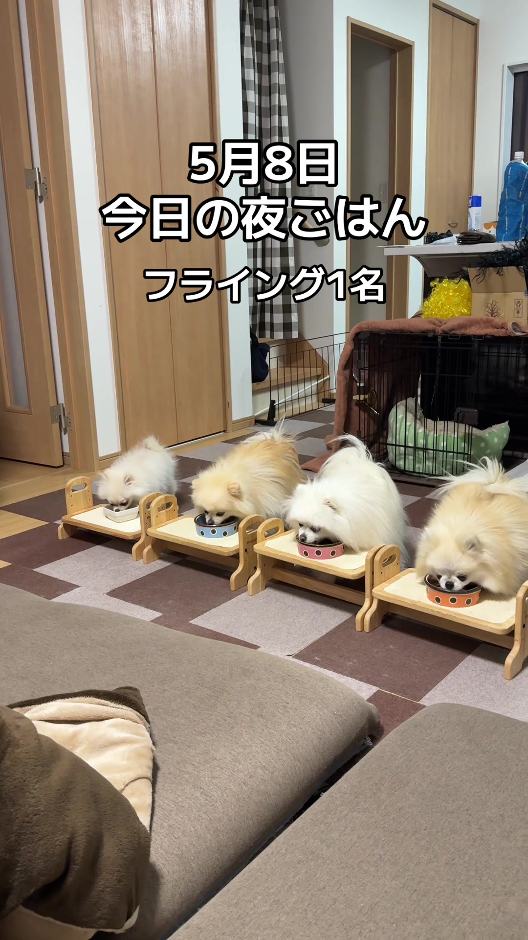 @なべちゃんチ🚐🐶🍊