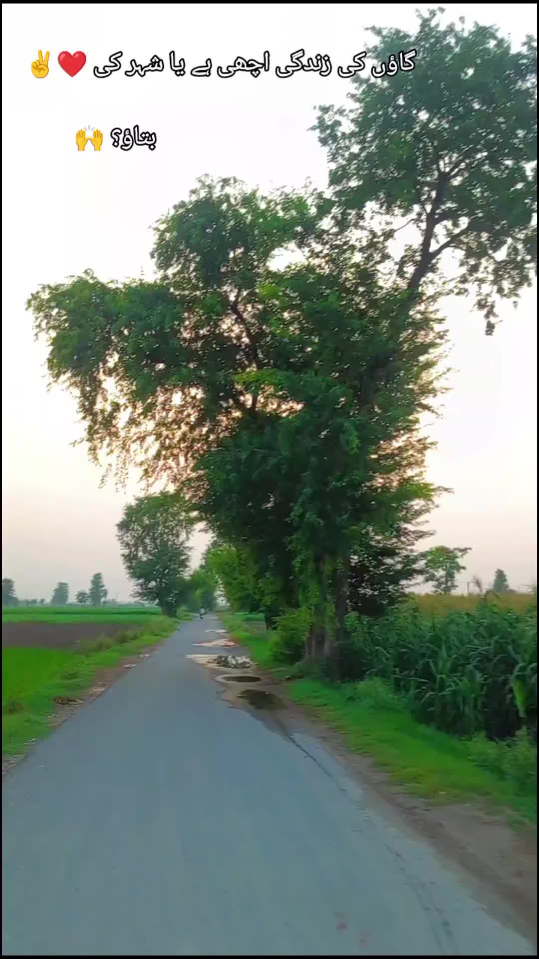 @💝شانی سندھو 🌱🌾