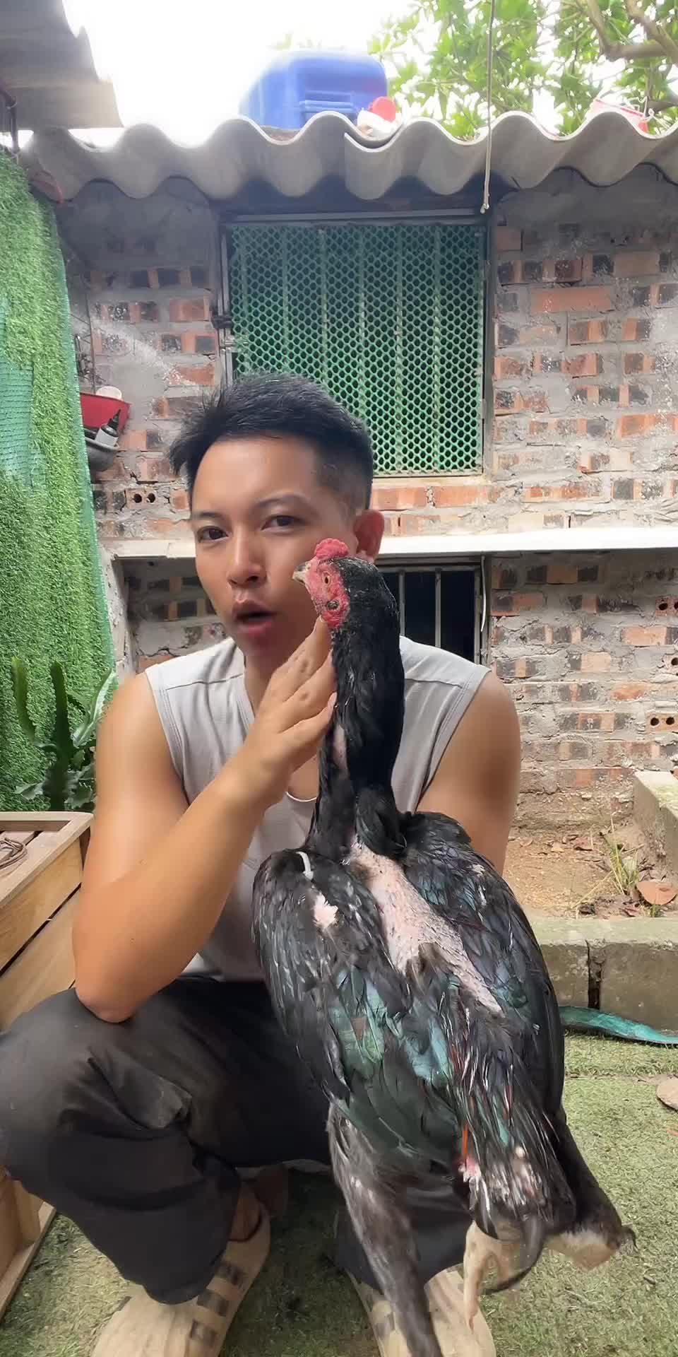 @Thuần Gà Chọi