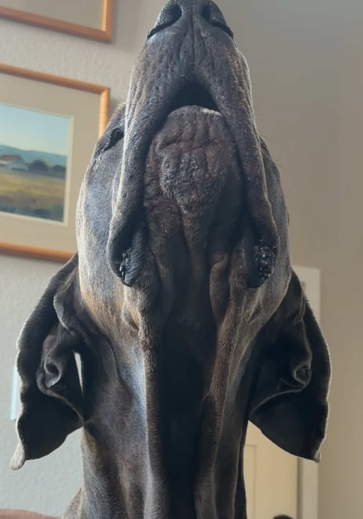 @GUNNER | Great Dane