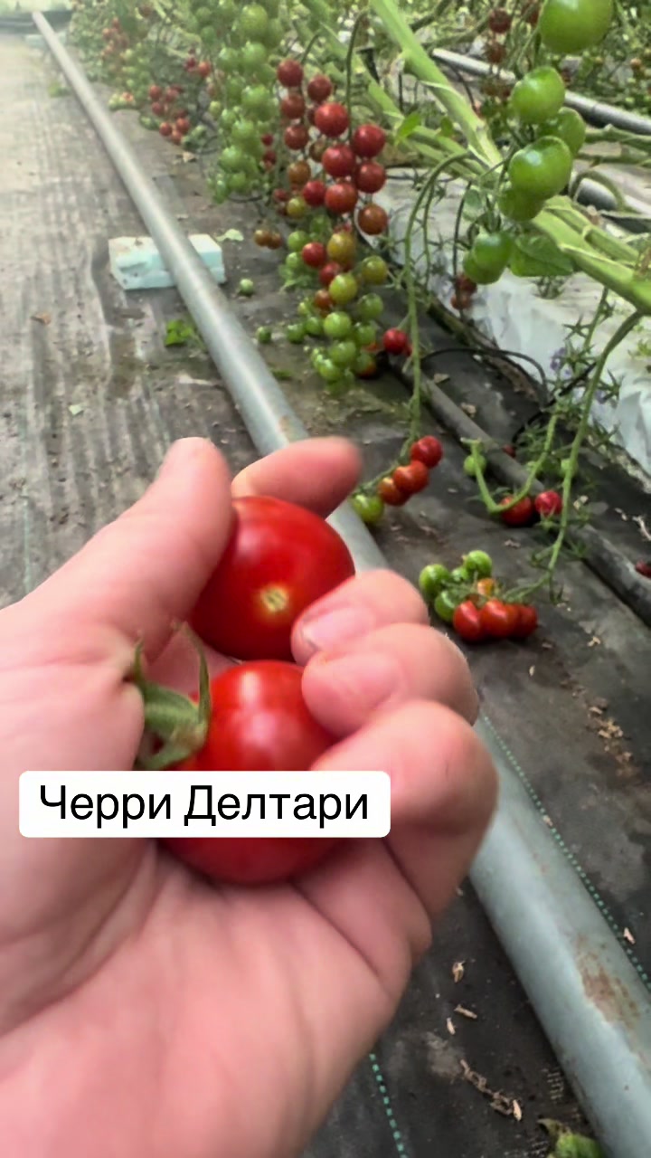 @26 соток