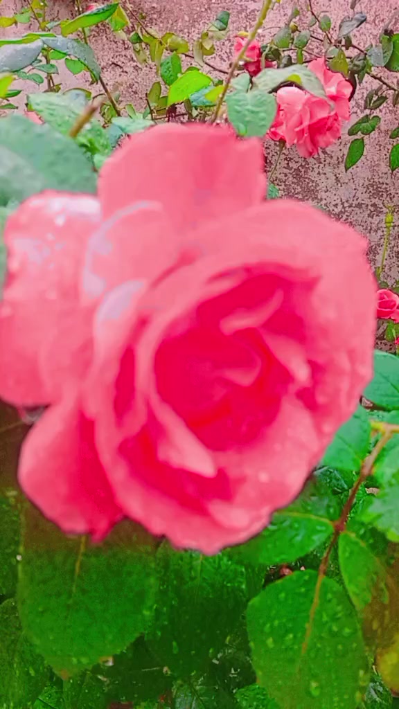 @Shehzad_Khan