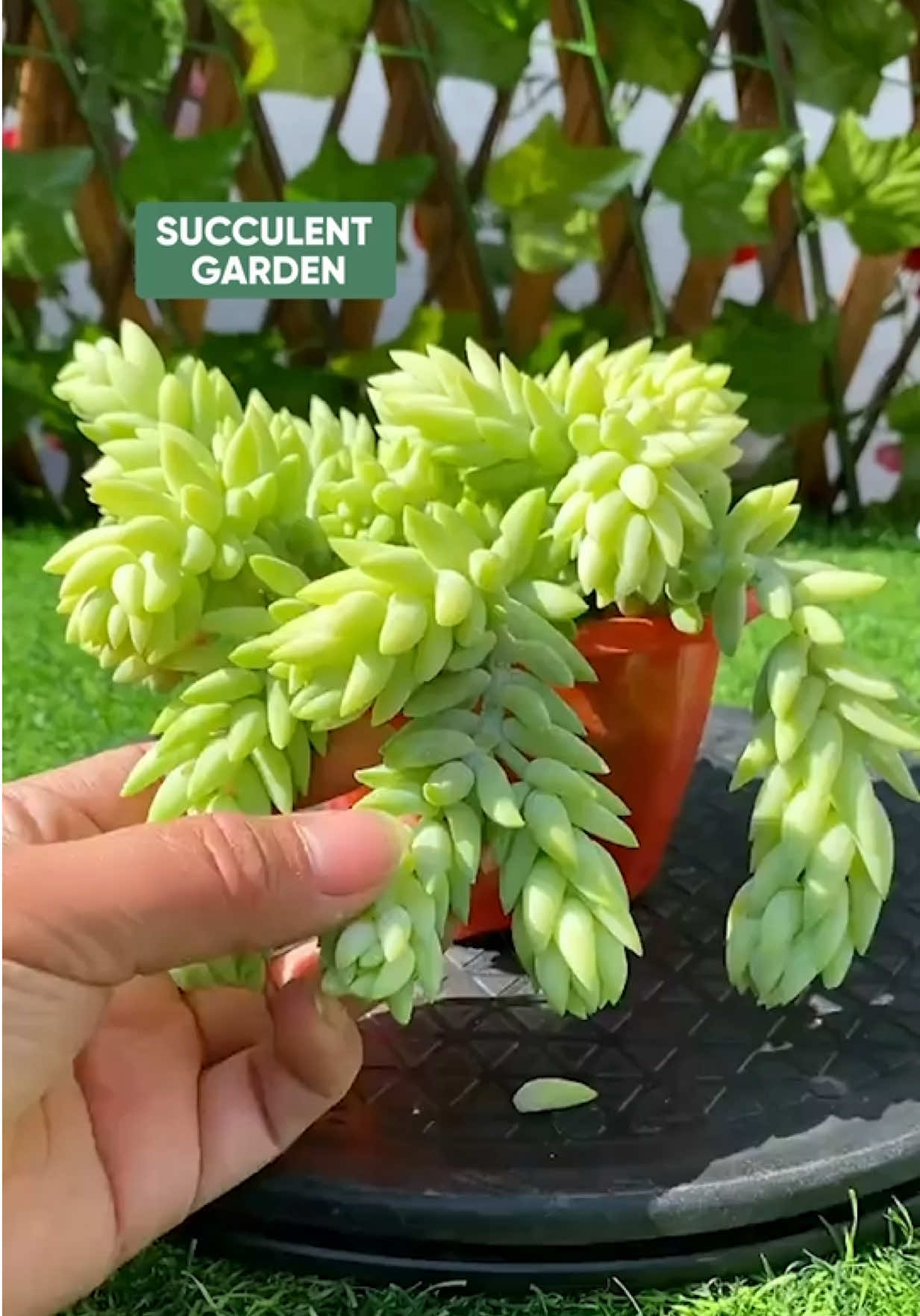 @Succulent Garden