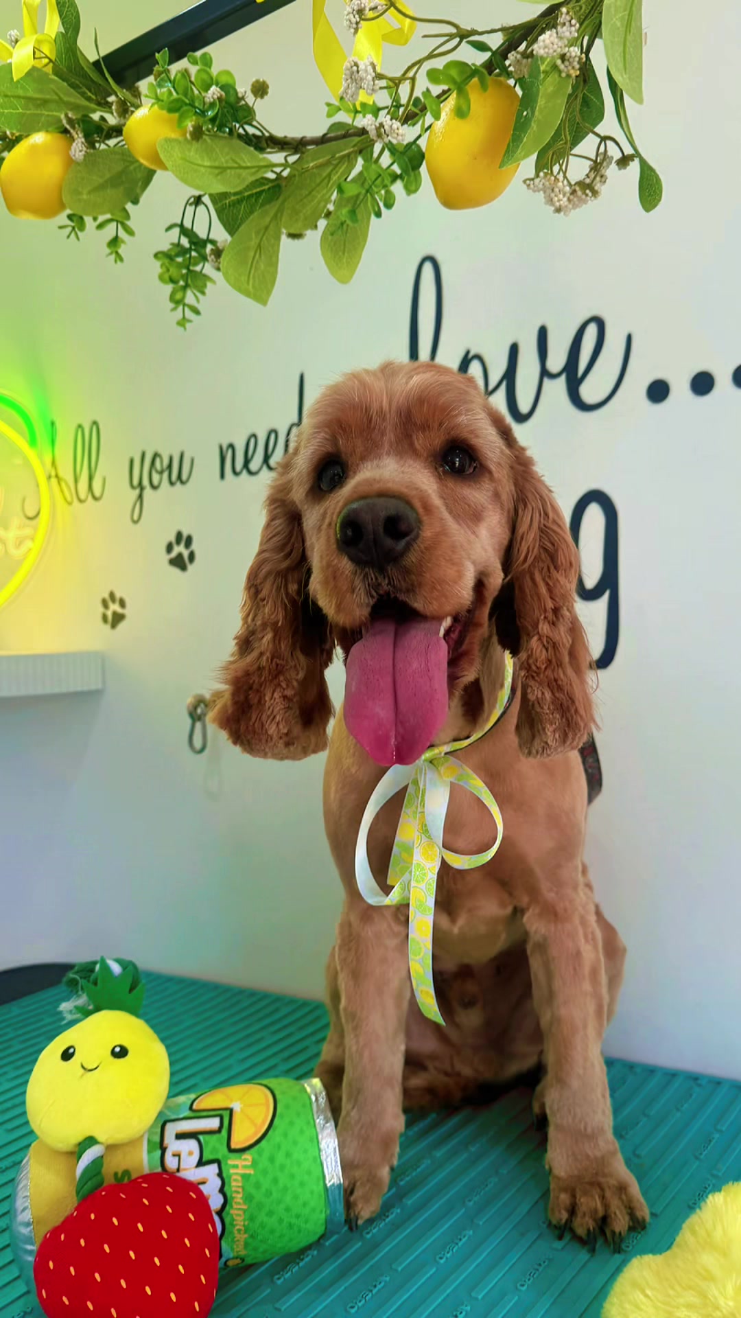 @PamperedPaws