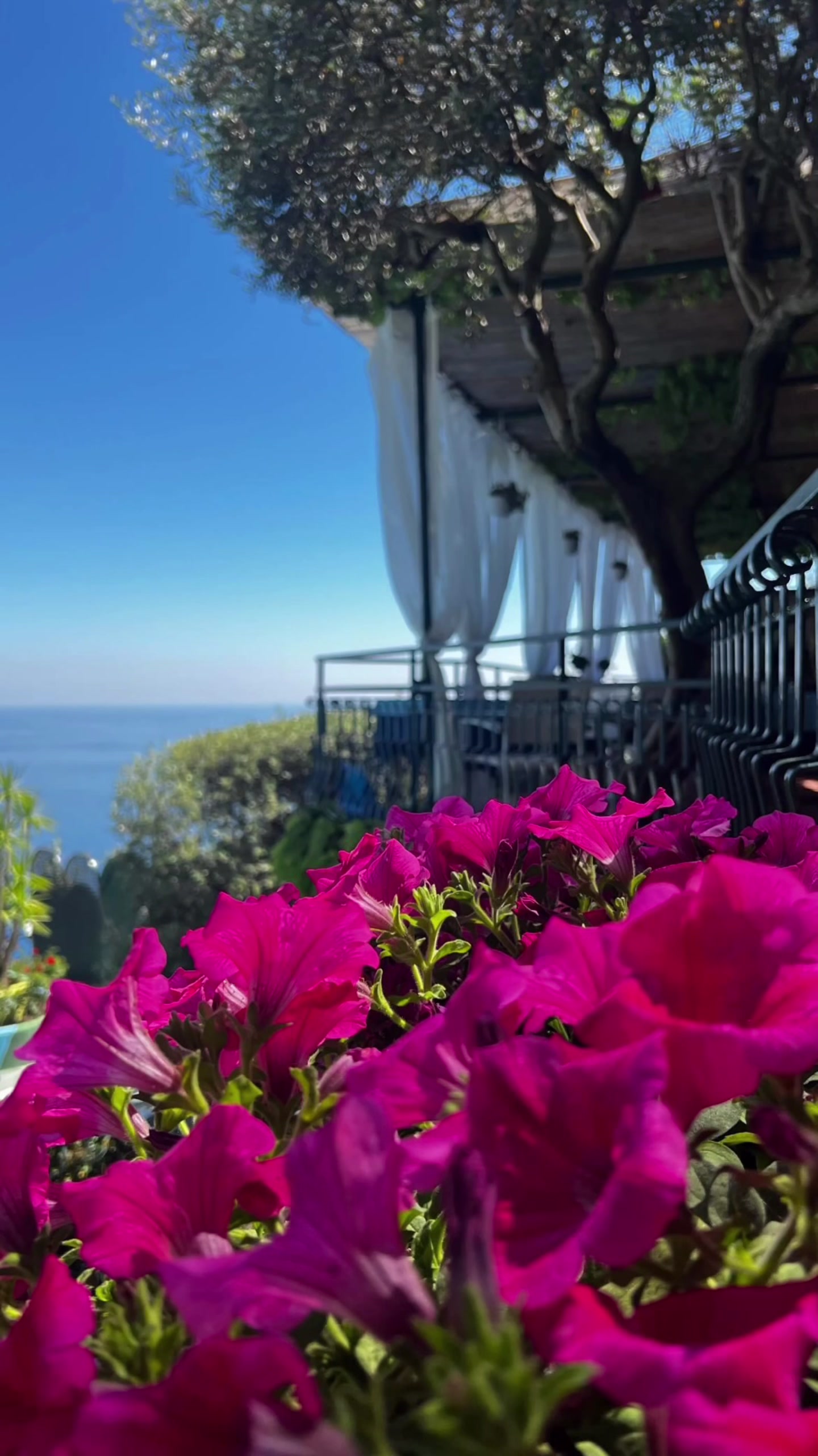 @leagavipositano
