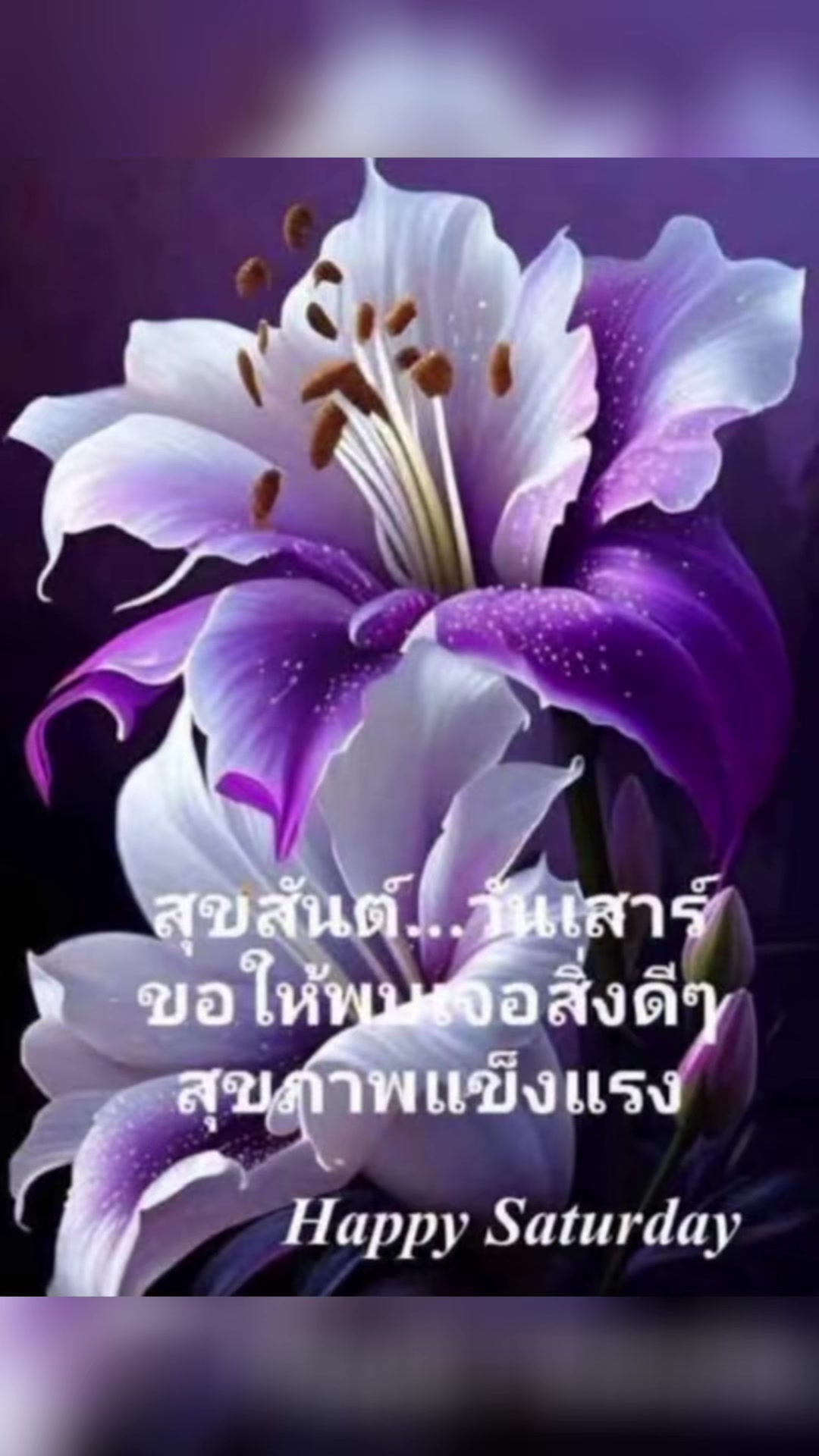 @sonthaya6595