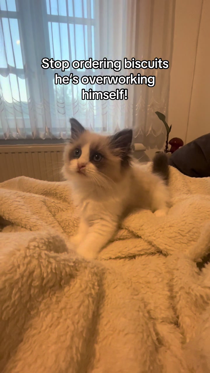 @Cute Ragdolls