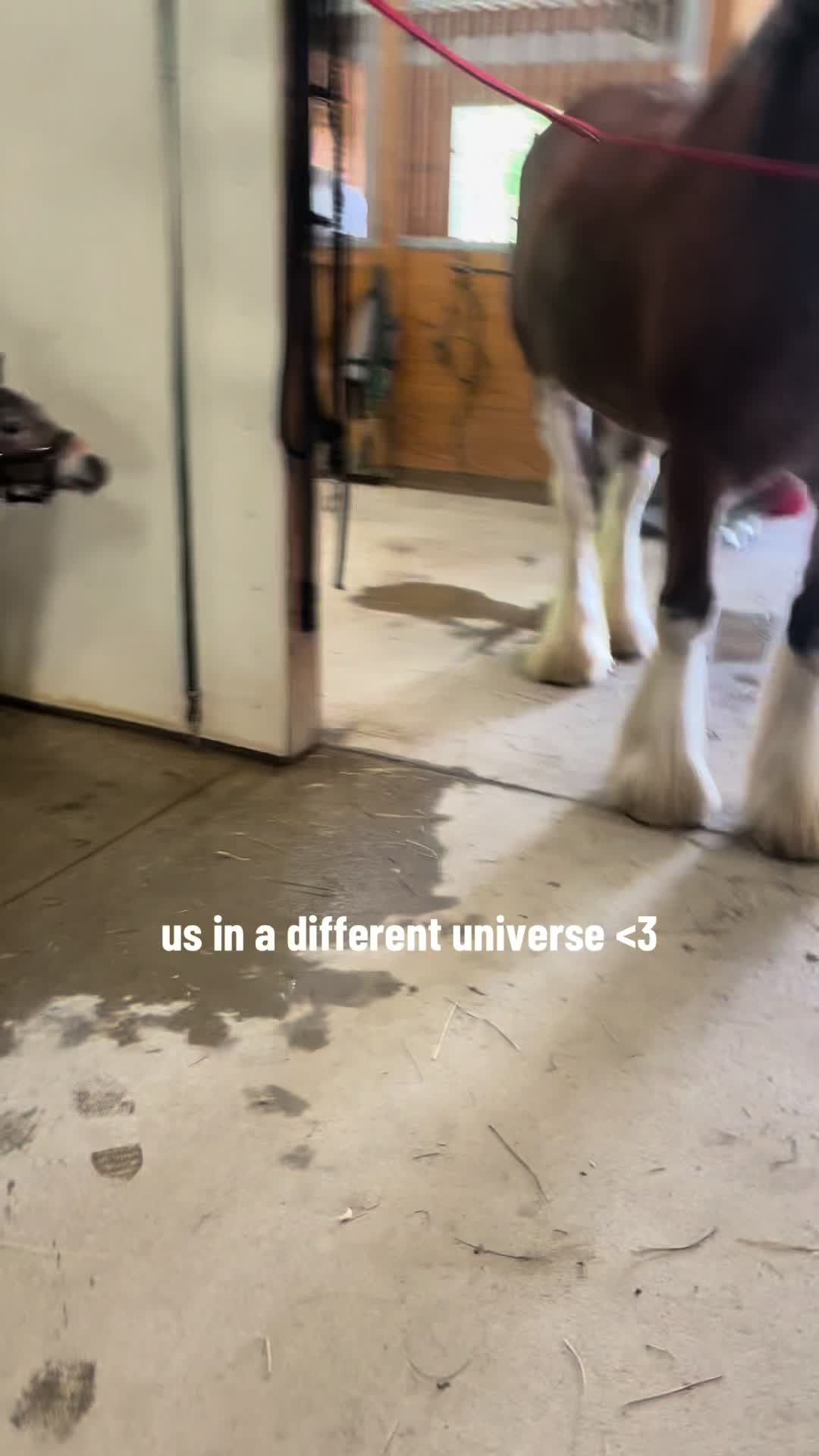 @Horses TikTok