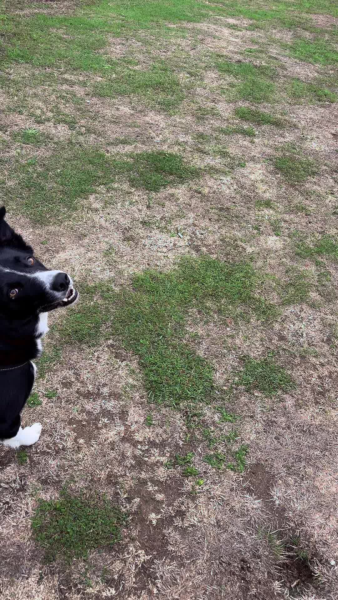 @tswoofwoof.co.uk