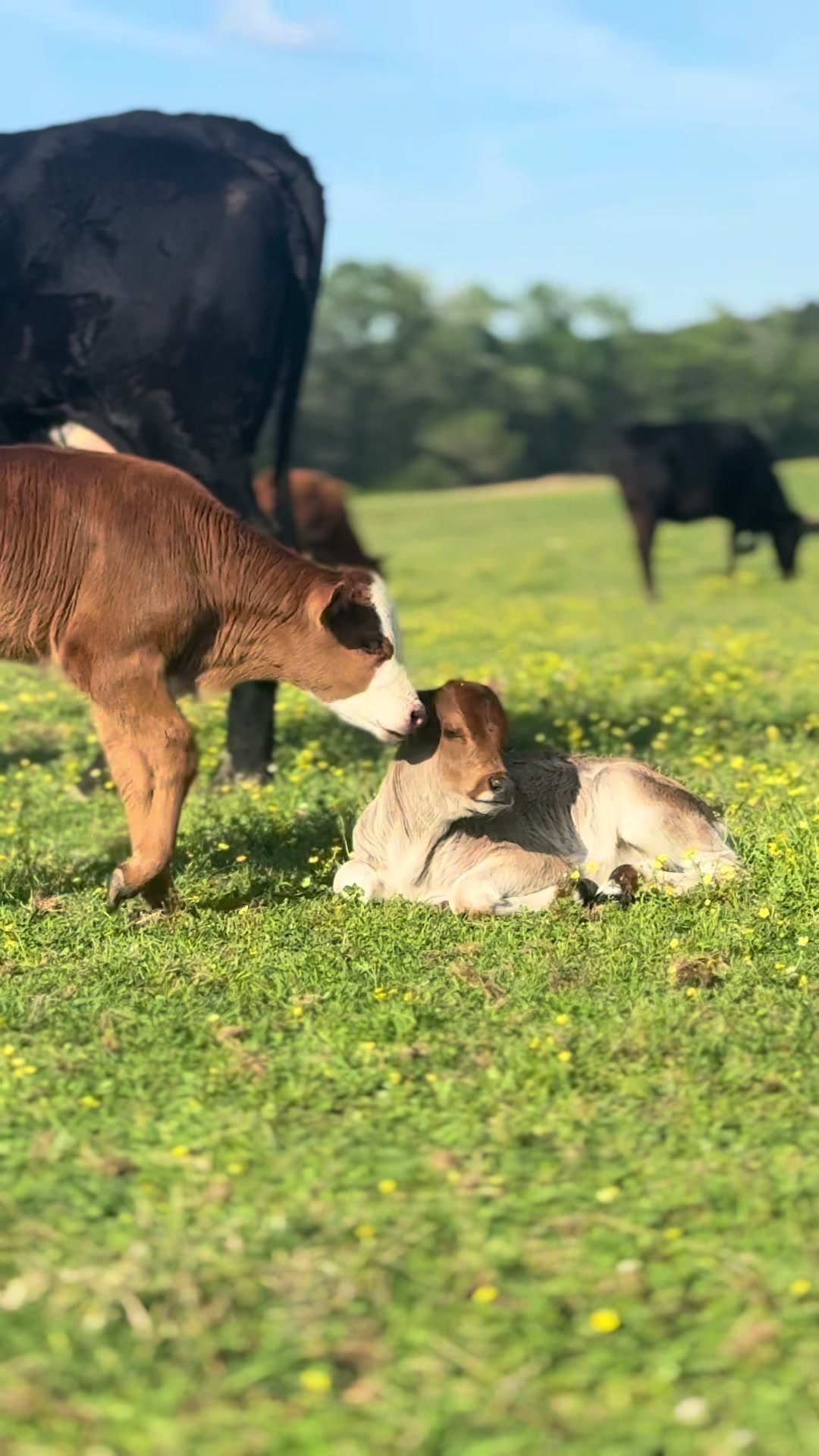 @Allison Rowe • Rowe Cattle Co