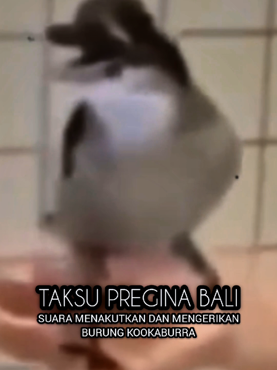@TAKSU PREGINA BALI