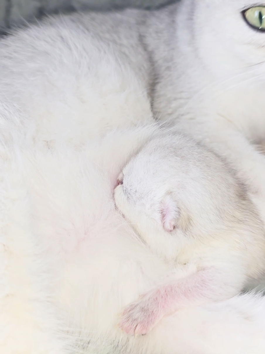 @Cat Chloe & kittens
