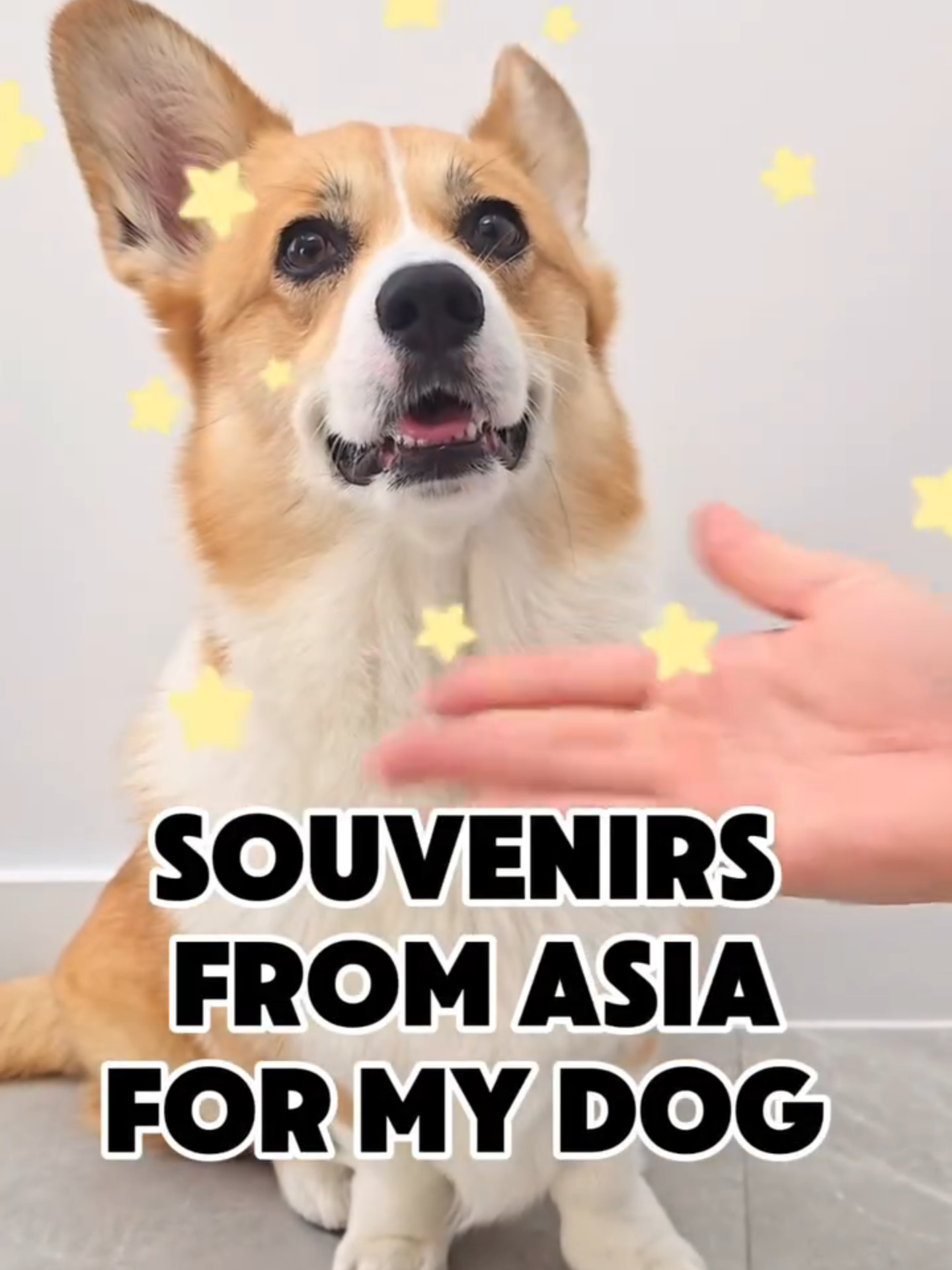 @Pocky the Corgi ๐ถ