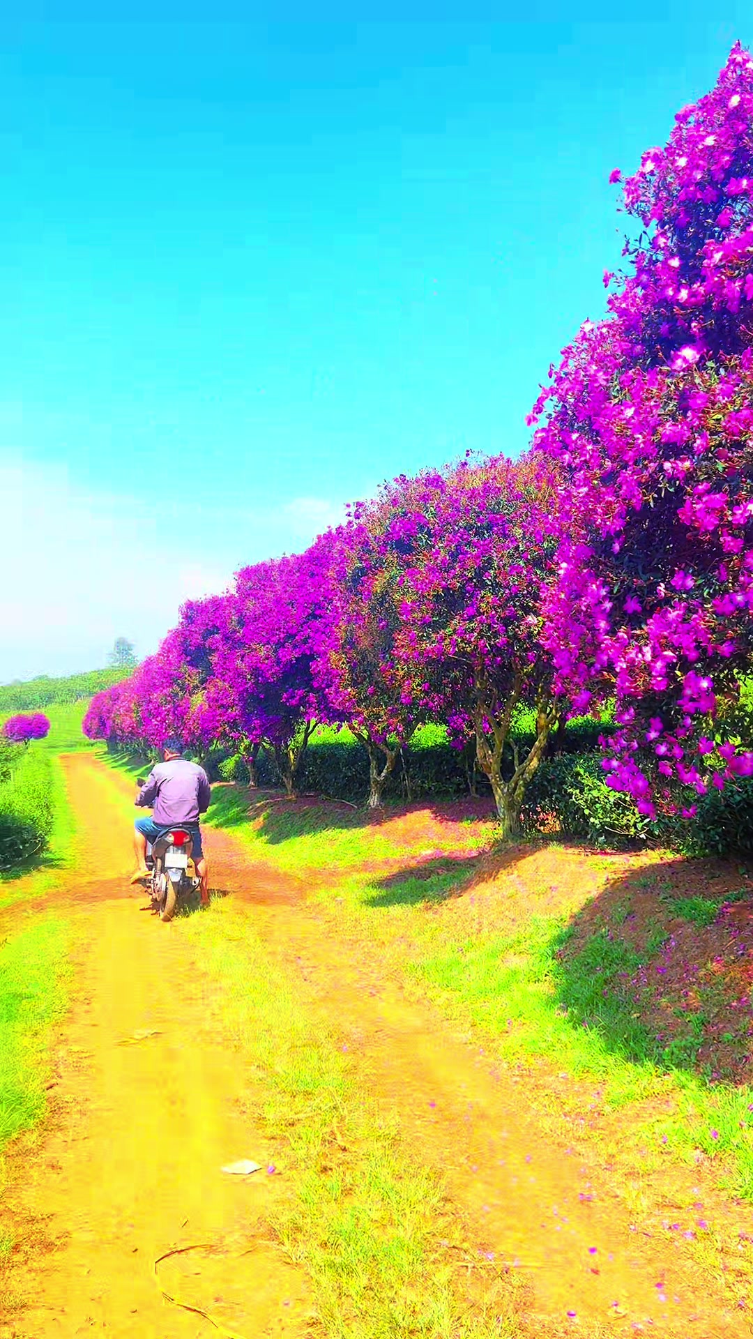 @N&ocirc;ng Trường olong Tằng Vĩnh An
