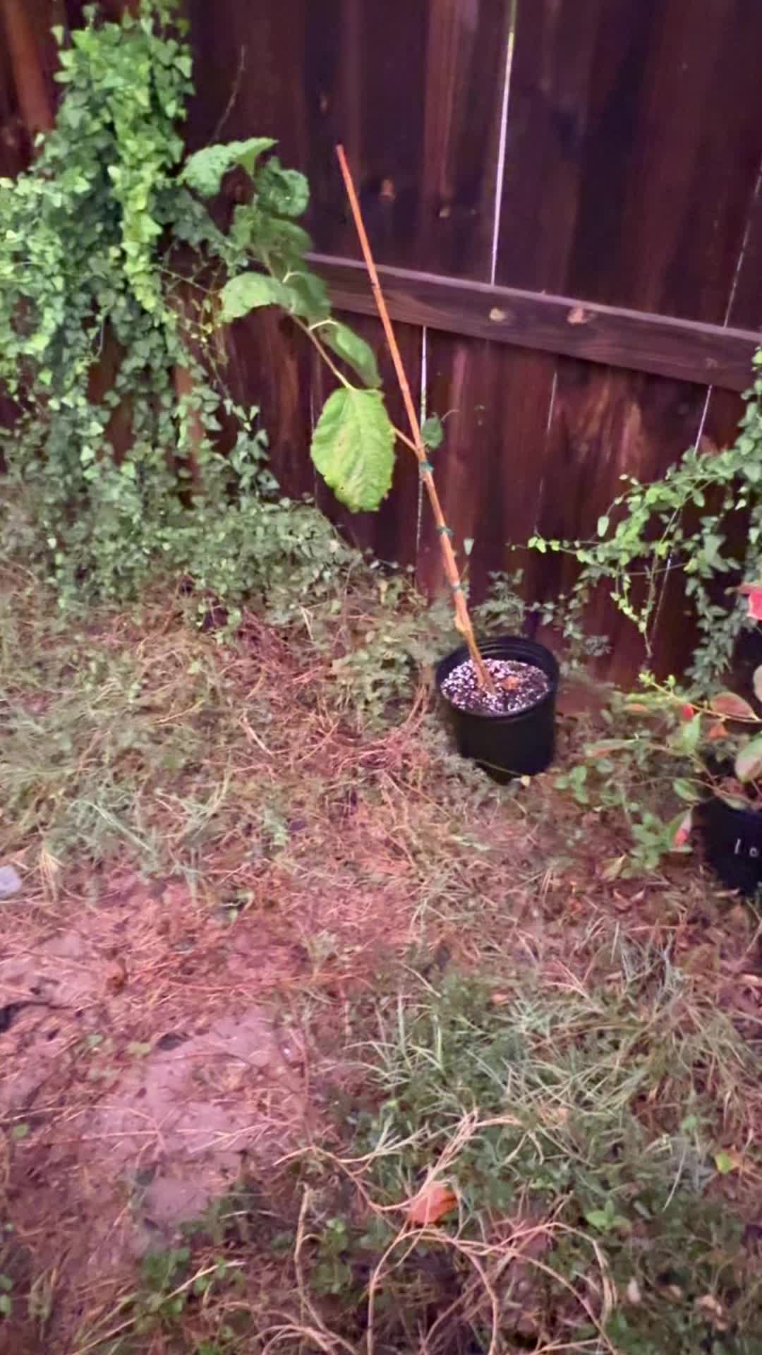@themagicvalleygardener