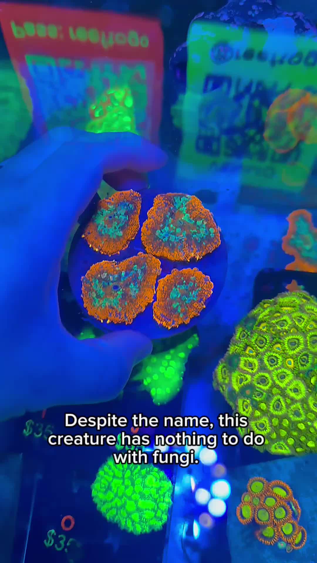 @Reeftogo