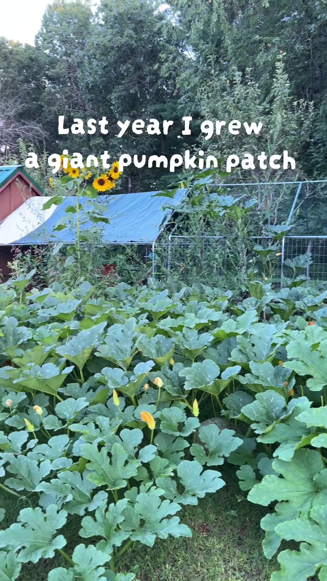 @Manica | zone 6a gardener